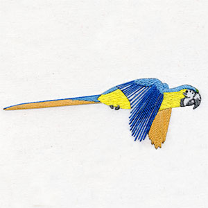 Blue and Gold Macaw (301)