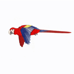 Scarlet Macaw