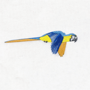 Blue and Gold Macaw