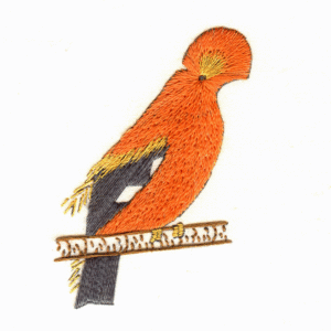 Guianan Cock-of-the-Rock