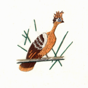 Hoatzin or Canjie Pheasant