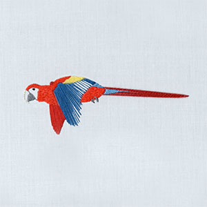 Scarlet Macaw (304)